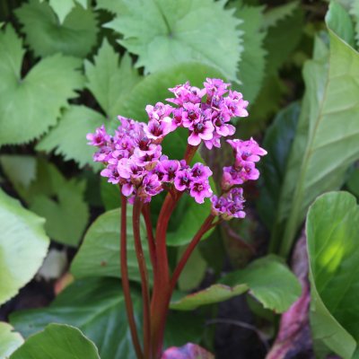 Bergenia hybr. Rotblum, Trädgårdsbergenia, P9cm