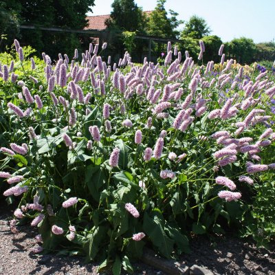 Bistorta officinalis Superba, Stor Ormrot, SQ1