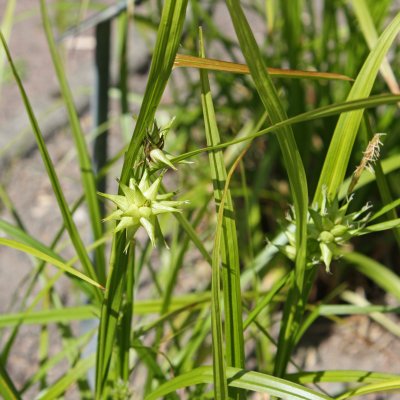 Carex grayi, Spikklubbestarr, SQ1