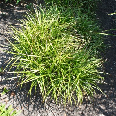 Carex muskingumensis Silberstreif, Palmstarr, SQ1