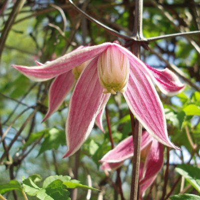 Clematis atragene Columella