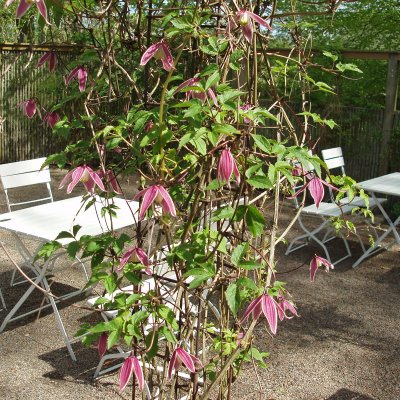 Clematis atragene Columella