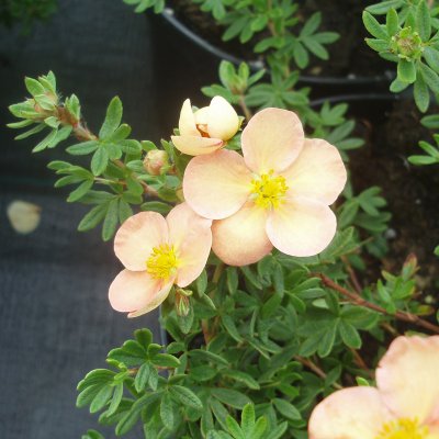 Dasiphora fruticosa Daydawn, Ölandstok