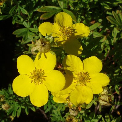 Dasiphora fruticosa Goldfinger, Ölandstok