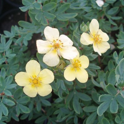 Dasiphora fruticosa Månelys