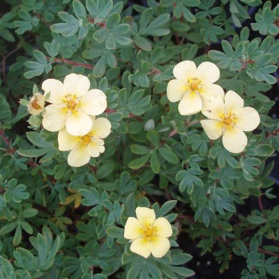 Dasiphora fruticosa Månelys