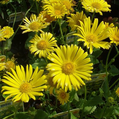 Doronicum orientale Little Leo, Vårkrage, P9cm