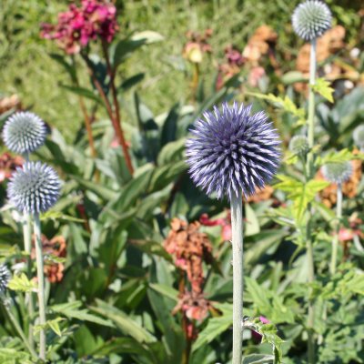 Echinops bannaticus