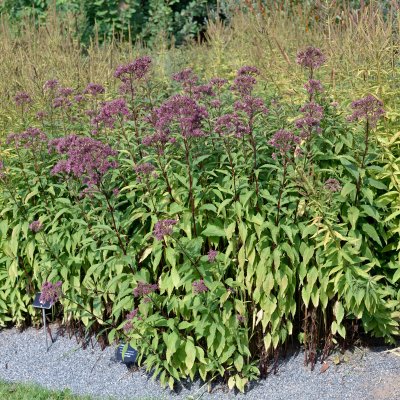 Eutrochium (Eupatorium) maculatum Purple Bush
