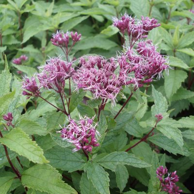 Eutrochium (Eupatorium) maculatum Purple Bush