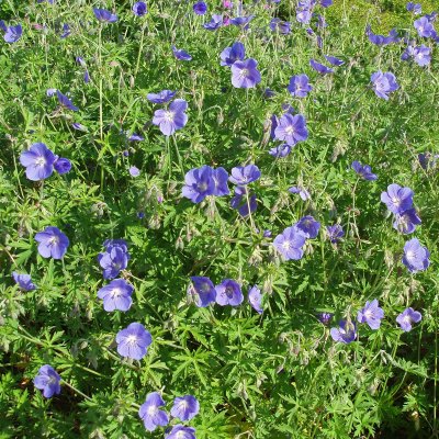 Geranium hybr. Brookside