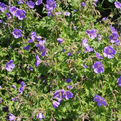 Geranium himalayense Gravetye