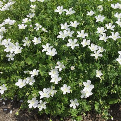 Geranium sanguineum Album, Blodnäva
