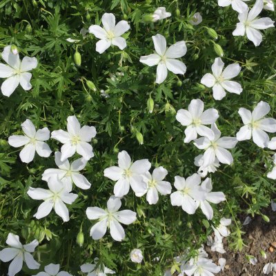 Geranium sanguineum Album, Blodnäva