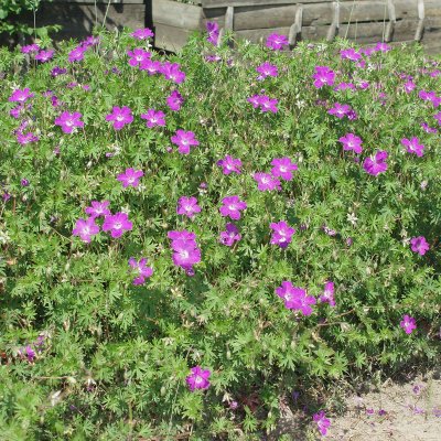 Geranium sanguineum