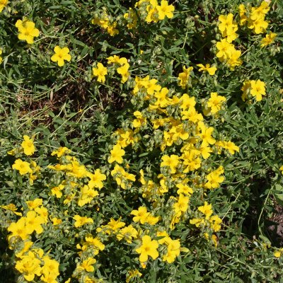 Helianthemum hybr. Golden Queen, Solvända, P9cm