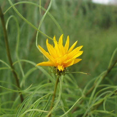 Helianthus salicifolius, Skobandssolros, SQ1
