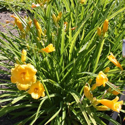 Hemerocallis hybr. Stella d´Oro, Daglilja, SQ1