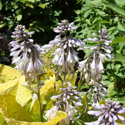 Hosta hybr. Zounds, Funkia, P9cm