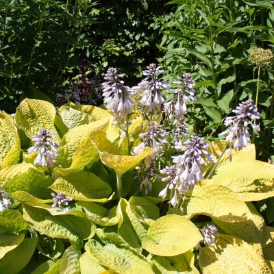 Hosta hybr. Zounds, Funkia, P9cm