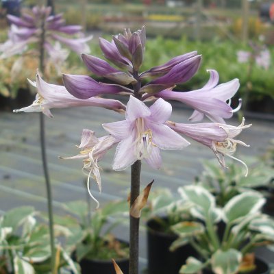 Hosta fortunei Patriot, Blomsterfunkia