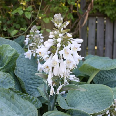 Hosta sieboldiana