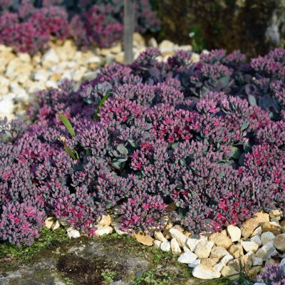 Hylotelephium cauticola