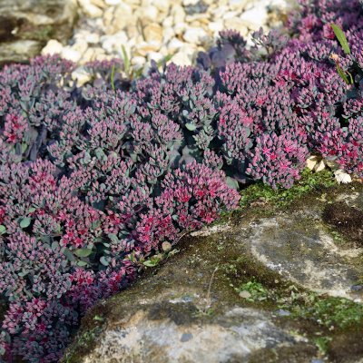 Hylotelephium cauticola