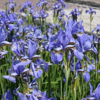 Iris sibirica Perry´s Blue