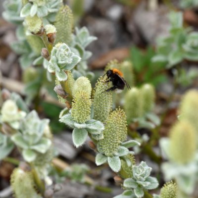 Salix lanata, Ullvide