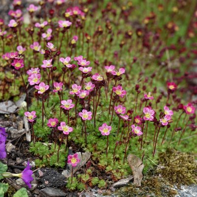 Saxifraga arendsii Peter Pan