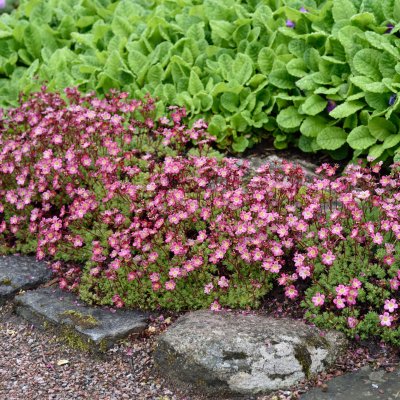 Saxifraga arendsii Peter Pan