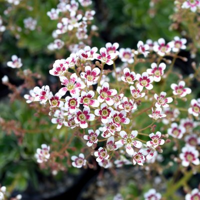 Saxifraga cotyl. Southside Seedling, Fjällbrud, P9cm