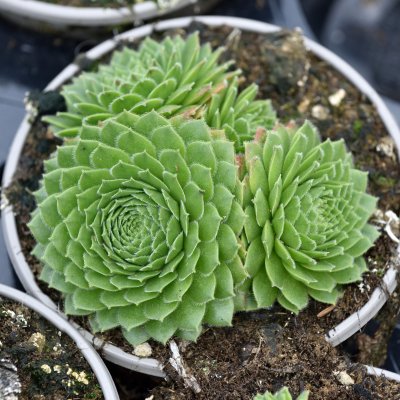 Sempervivum tectorum, Taklök