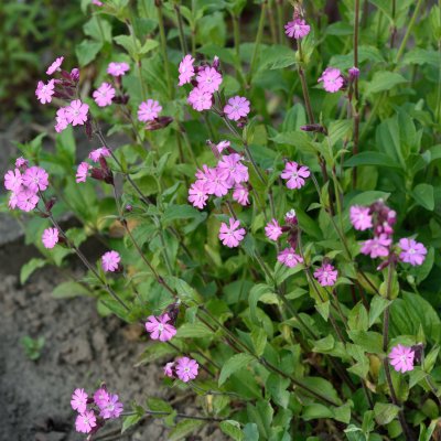 Silene dioica