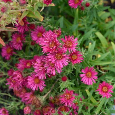 Symphyotrichum (Aster) novae-angliae Alma Pötschke