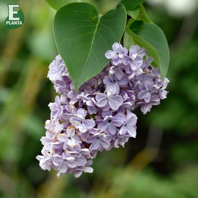 Syringa vulgaris Norrfjärden, Ädelsyrén