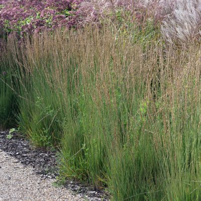 Molinia caerulea Moorhexe, Blåtåtel