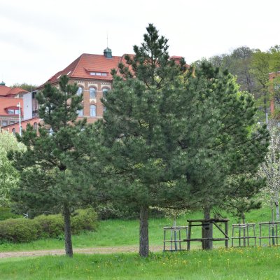 Pinus nigra
