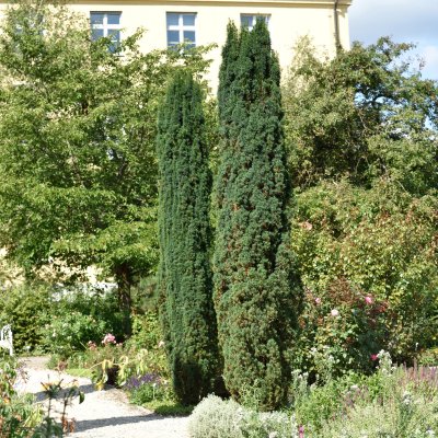 Taxus baccata Fastigiata Robusta