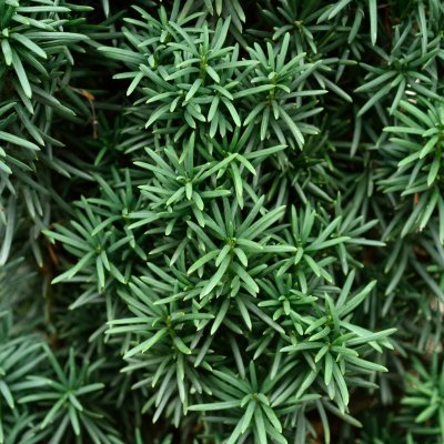 Taxus baccata Fastigiata Robusta