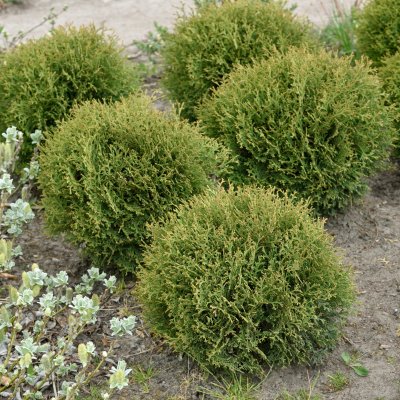 Thuja occidentalis Tiny Tim, Dvärgklottuja
