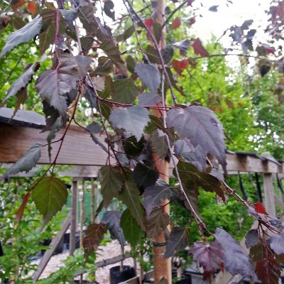 Betula pendula Royal Frost