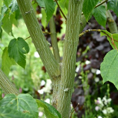 Acer pensylvanicum, Amerikansk Strimlönn