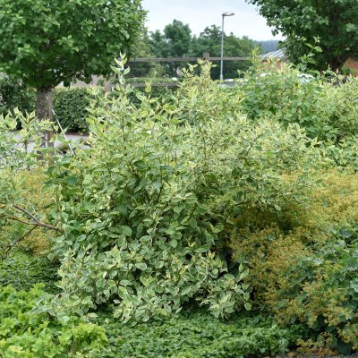 Cornus alba Cream Cracker ® / Bailhalo, Rysk Kornell, busk C3,5
