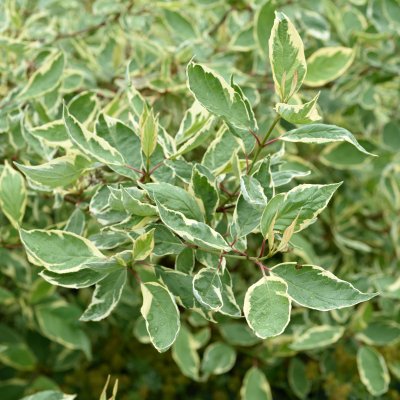 Cornus alba Cream Cracker ® / Bailhalo, Rysk Kornell, busk C3,5