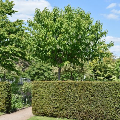 Davidia involucrata var. vilmoriniana