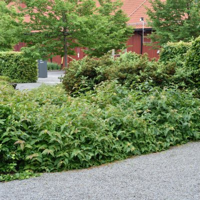 Diervilla lonicera
