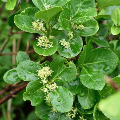 Euonymus fortunei Vegetus, Klätterbenved