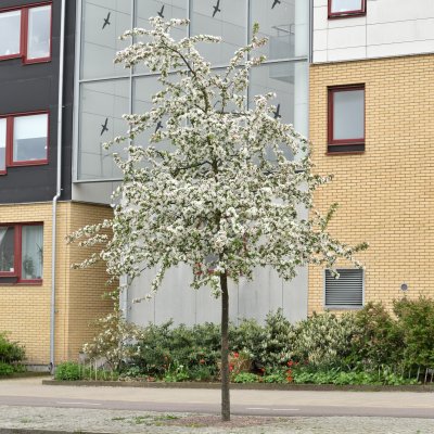 Malus Red Sentinel